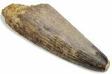 Bargain, Fossil Spinosaurus Tooth - Real Dinosaur Tooth #376368-1